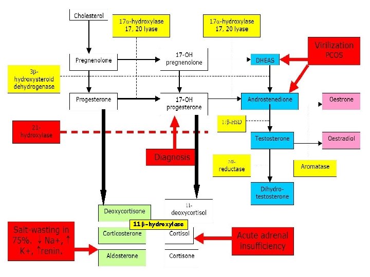 11β-hydroxylase 11β-hydroxylase