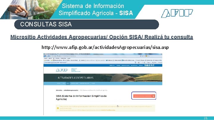  Sistema de Información Simplificado Agrícola - SISA CONSULTAS SISA Micrositio Actividades Agropecuarias/ Opción
