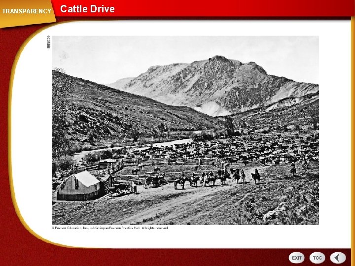 TRANSPARENCY Cattle Drive 