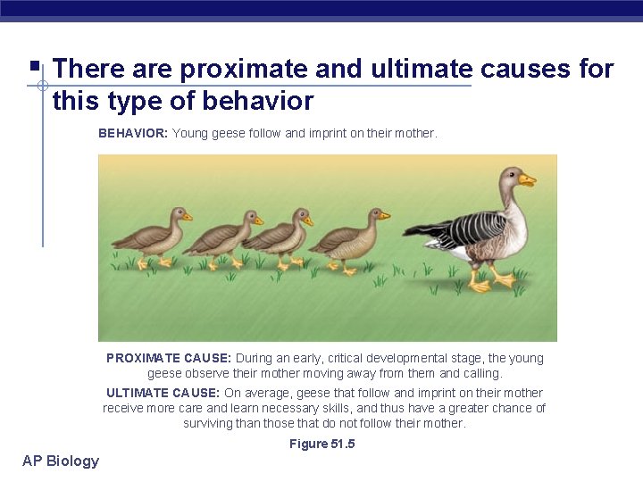 § There are proximate and ultimate causes for this type of behavior BEHAVIOR: Young