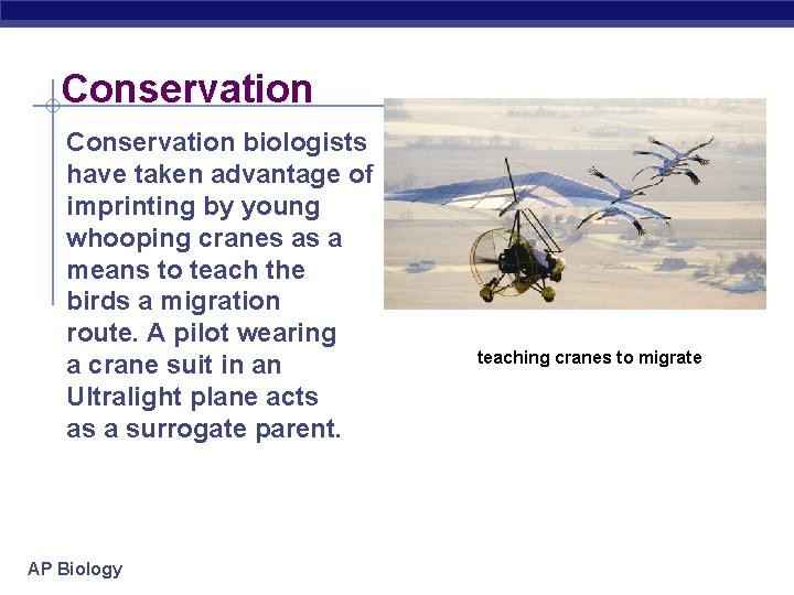 Conservation biologists have taken advantage of imprinting by young whooping cranes as a means