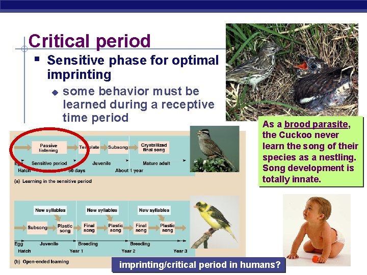 Critical period § Sensitive phase for optimal imprinting u AP Biology some behavior must