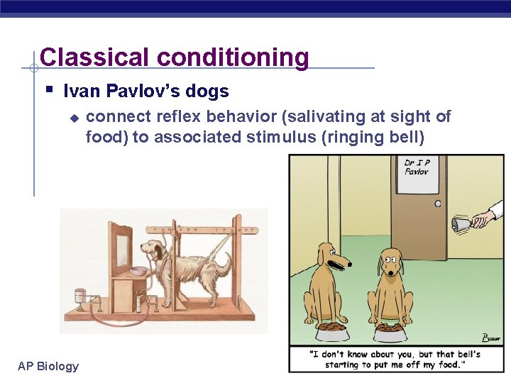 Classical conditioning § Ivan Pavlov’s dogs u AP Biology connect reflex behavior (salivating at