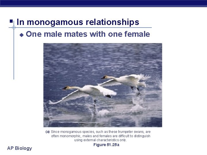 § In monogamous relationships u One male mates with one female (a) Since monogamous