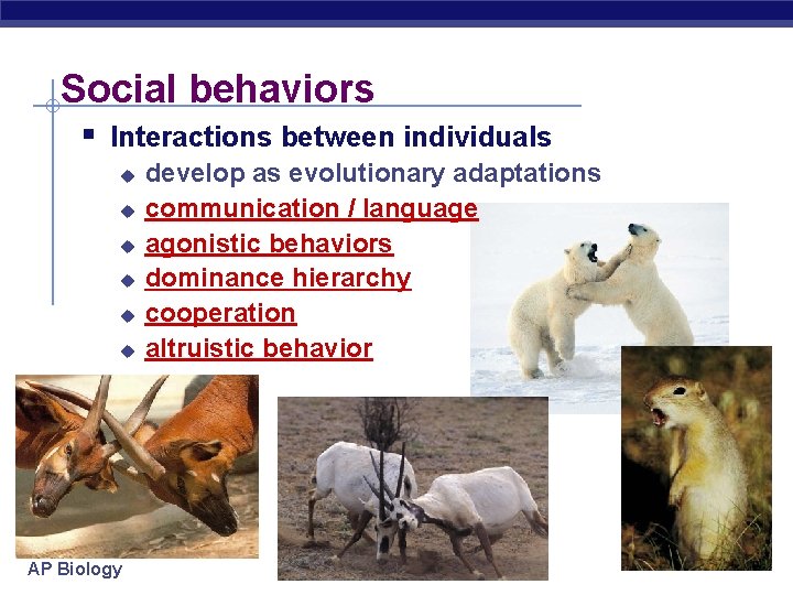 Social behaviors § Interactions between individuals u u u AP Biology develop as evolutionary