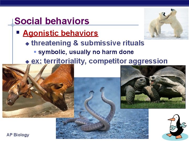 Social behaviors § Agonistic behaviors u threatening & submissive rituals § symbolic, usually no