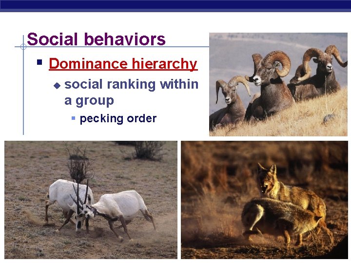 Social behaviors § Dominance hierarchy u social ranking within a group § pecking order