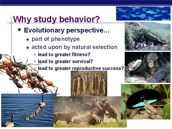 Why study behavior? § Evolutionary perspective… u u part of phenotype acted upon by