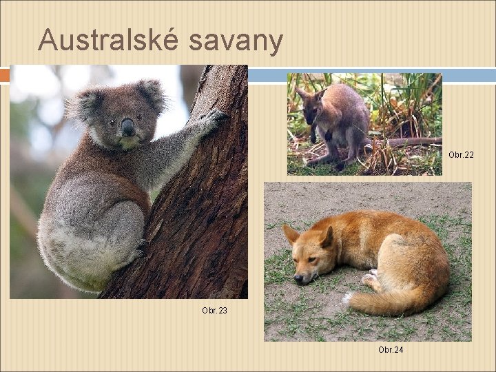 Australské savany Obr. 22 Obr. 23 Obr. 24 