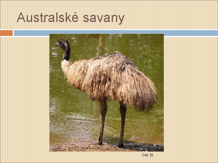 Australské savany Obr. 25 