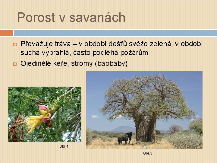 Porost v savanách Převažuje tráva – v období dešťů svěže zelená, v období sucha