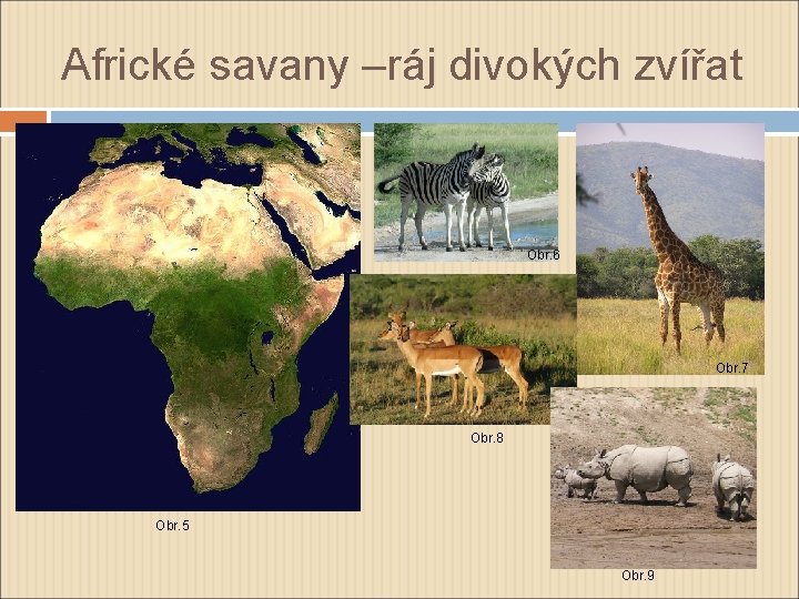 Africké savany –ráj divokých zvířat Obr. 6 Obr. 7 Obr. 8 Obr. 5 Obr.