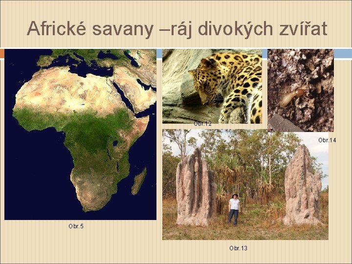 Africké savany –ráj divokých zvířat Obr. 12 Obr. 14 Obr. 5 Obr. 13 