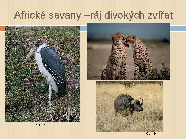 Africké savany –ráj divokých zvířat Obr. 15 Obr. 16 