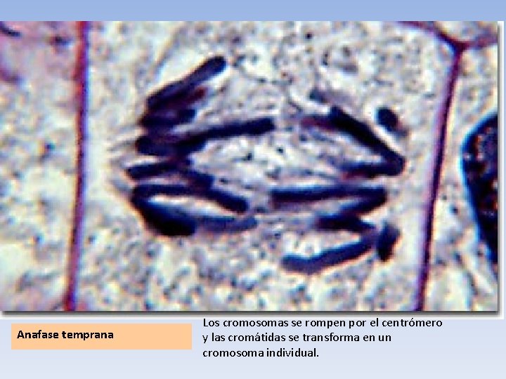 Anafase temprana Los cromosomas se rompen por el centrómero y las cromátidas se transforma