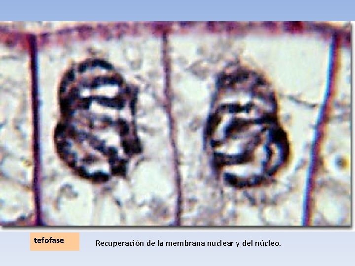 tefofase Recuperación de la membrana nuclear y del núcleo. 