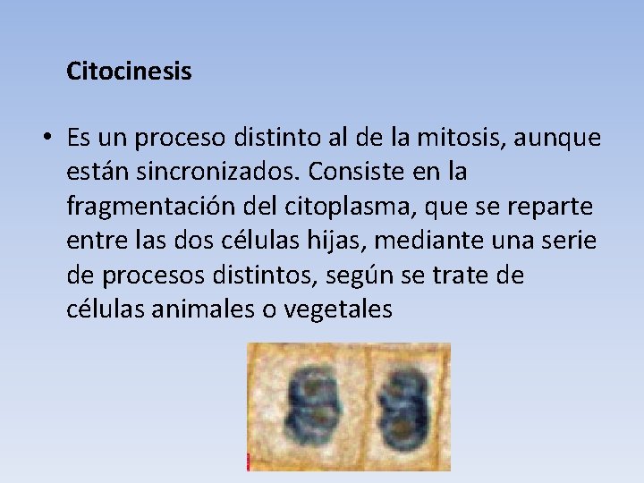 Citocinesis • Es un proceso distinto al de la mitosis, aunque están sincronizados. Consiste