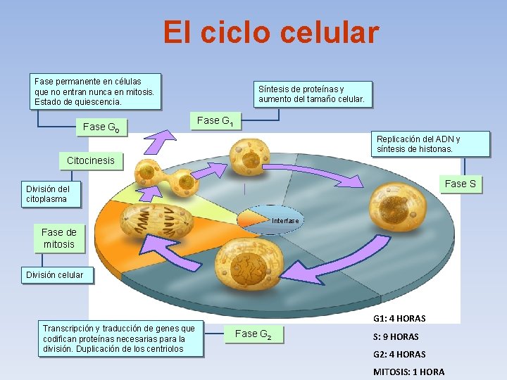 El ciclo celular Fase permanente en células que no entran nunca en mitosis. Estado