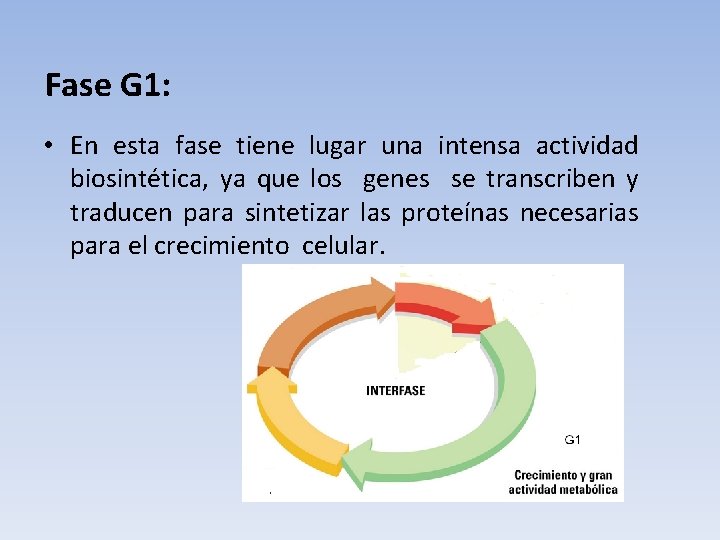 Fase G 1: • En esta fase tiene lugar una intensa actividad biosintética, ya