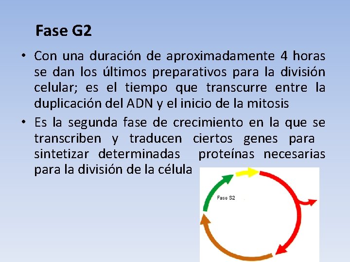 Fase G 2 • Con una duración de aproximadamente 4 horas se dan los