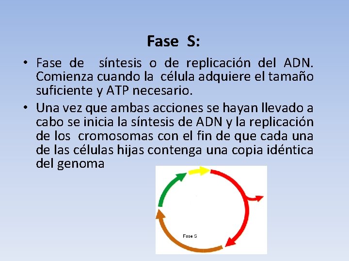 Fase S: • Fase de síntesis o de replicación del ADN. Comienza cuando la