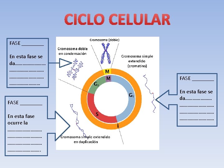 CICLO CELULAR FASE ____ En esta fase se da……………………… FASE ____ En esta fase