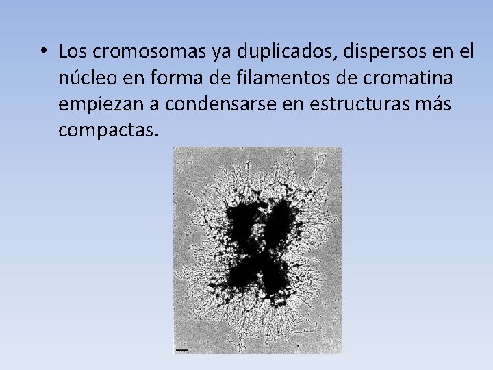  • Los cromosomas ya duplicados, dispersos en el núcleo en forma de filamentos