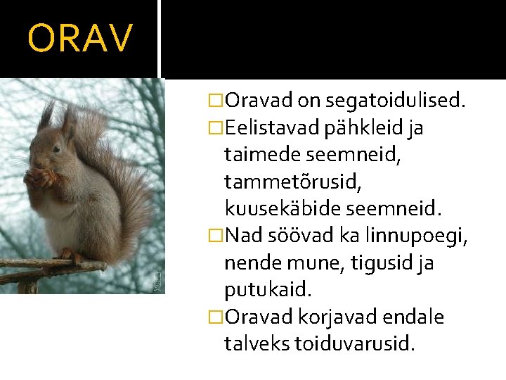 ORAV �Oravad on segatoidulised. �Eelistavad pähkleid ja taimede seemneid, tammetõrusid, kuusekäbide seemneid. �Nad söövad
