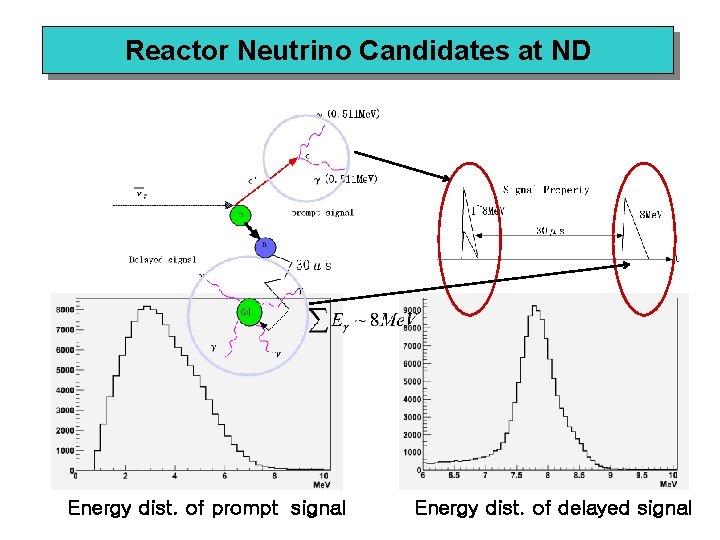 Reactor Neutrino Candidates at ND Energy dist. of prompt signal Energy dist. of delayed