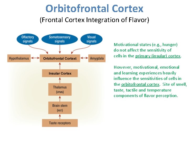 Orbitofrontal Cortex (Frontal Cortex Integration of Flavor) Motivational states (e. g. , hunger) do