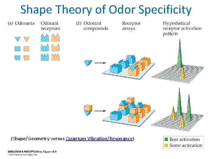 Shape Theory of Odor Specificity (Shape/Geometry versus Quantum Vibration/Resonance) 