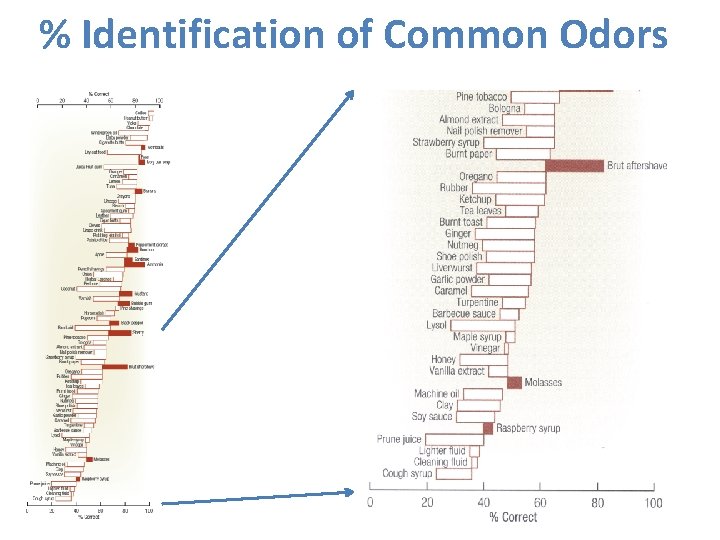 % Identification of Common Odors 