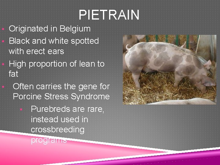 PIETRAIN • Originated in Belgium • Black and white spotted with erect ears •