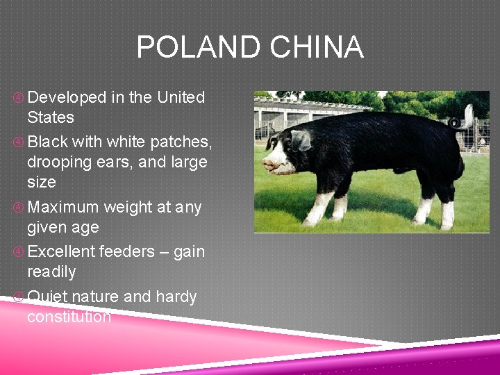 POLAND CHINA Developed in the United States Black with white patches, drooping ears, and