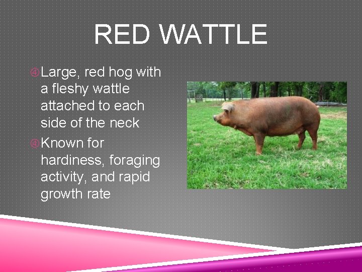 RED WATTLE Large, red hog with a fleshy wattle attached to each side of