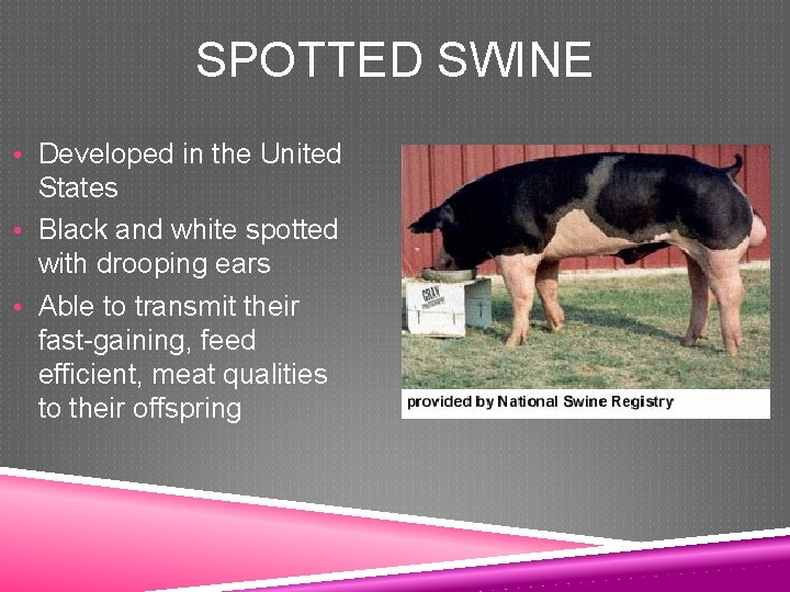 SPOTTED SWINE • Developed in the United States • Black and white spotted with