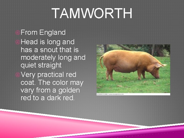 TAMWORTH From England Head is long and has a snout that is moderately long