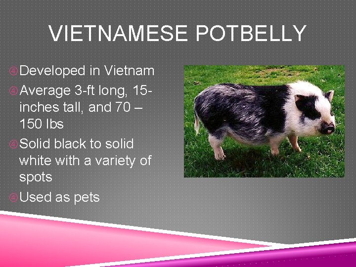 VIETNAMESE POTBELLY Developed in Vietnam Average 3 -ft long, 15 - inches tall, and