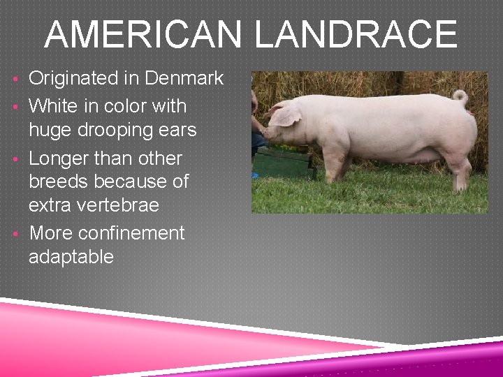 AMERICAN LANDRACE • Originated in Denmark • White in color with huge drooping ears