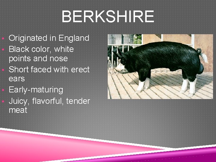 BERKSHIRE • Originated in England • Black color, white points and nose • Short