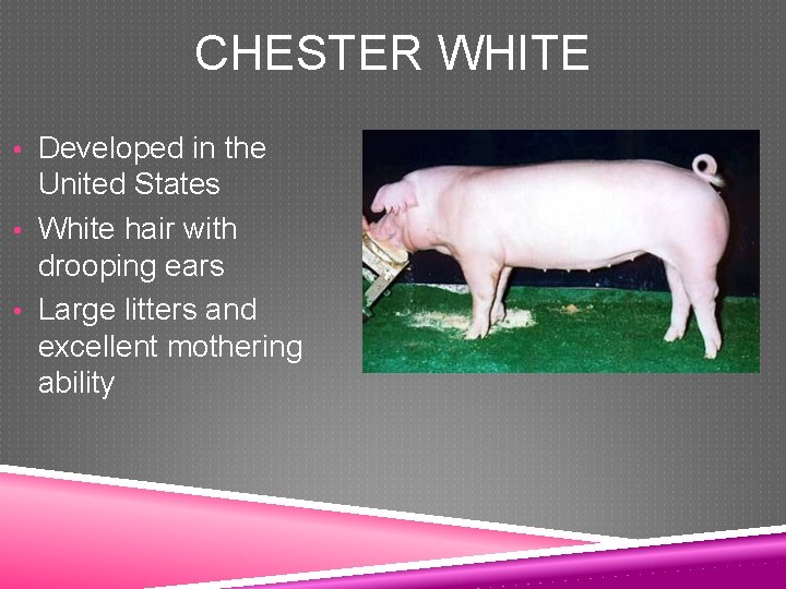 CHESTER WHITE • Developed in the United States • White hair with drooping ears