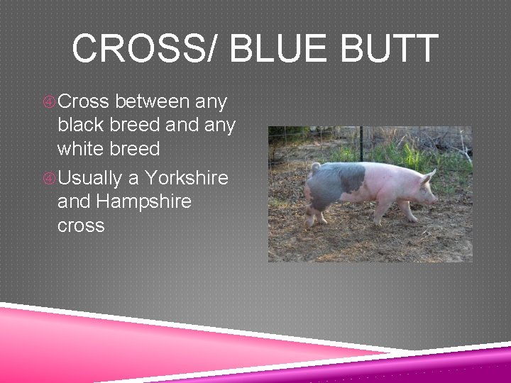 CROSS/ BLUE BUTT Cross between any black breed any white breed Usually a Yorkshire