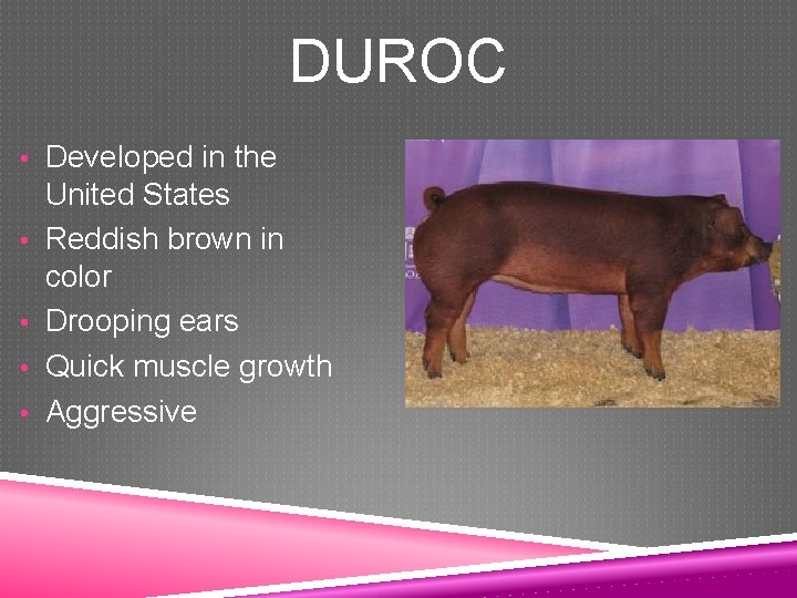 DUROC • Developed in the • • United States Reddish brown in color Drooping
