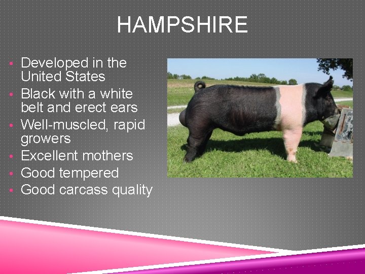 HAMPSHIRE • Developed in the • • • United States Black with a white