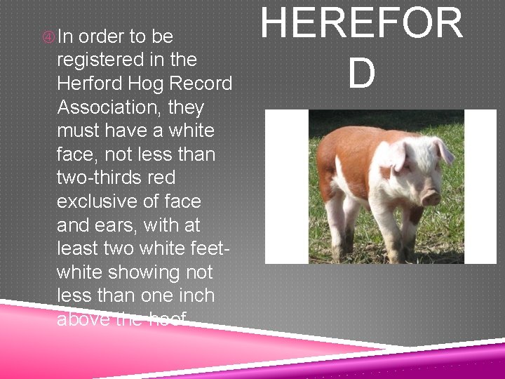  In order to be registered in the Herford Hog Record Association, they must