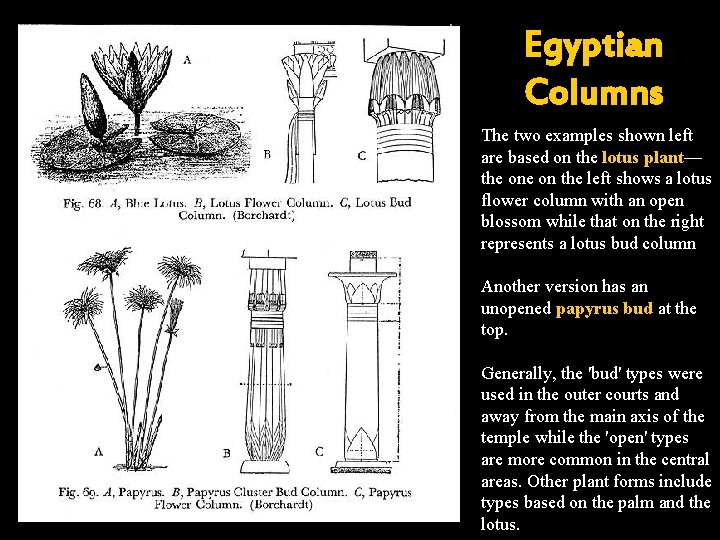 Egyptian Columns The two examples shown left are based on the lotus plant— the