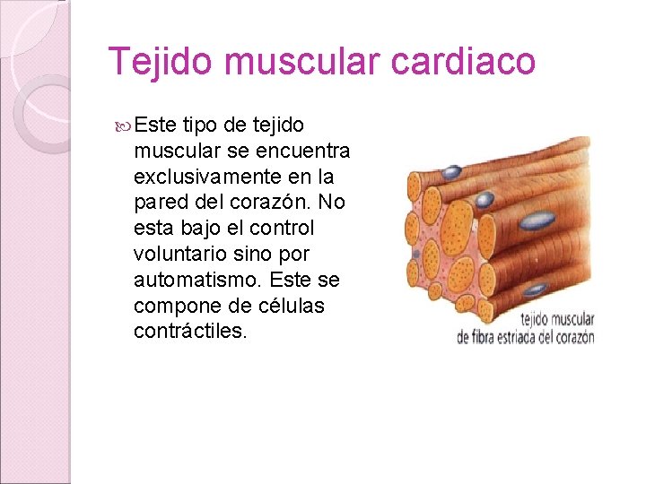 Tejido muscular cardiaco Este tipo de tejido muscular se encuentra exclusivamente en la pared