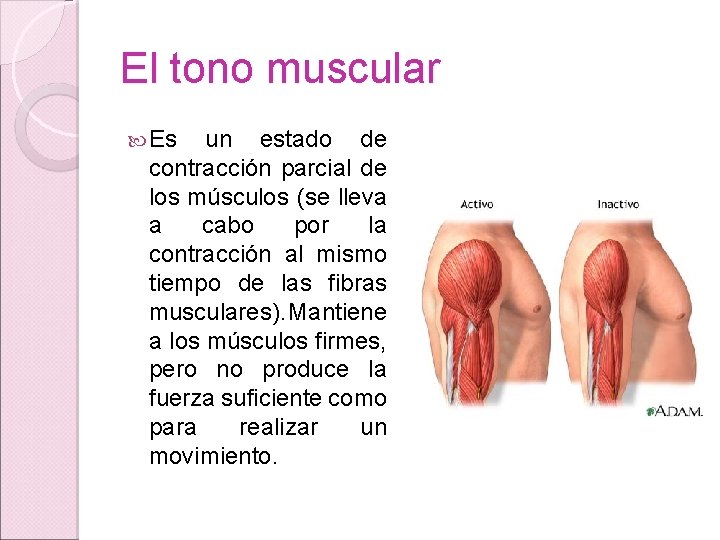 El tono muscular Es un estado de contracción parcial de los músculos (se lleva