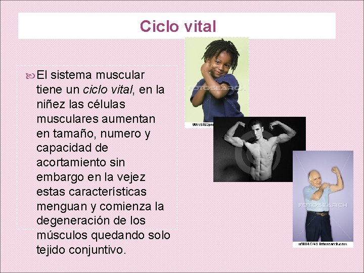 Ciclo vital El sistema muscular tiene un ciclo vital, en la niñez las células