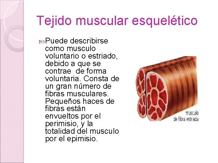 Tejido muscular esquelético Puede describirse como musculo voluntario o estriado, debido a que se